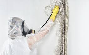 Edgerton, MN Mold Remediation Company